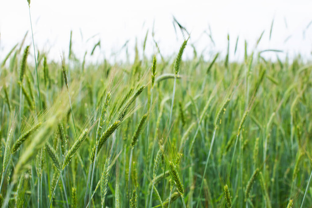 Green field of young rye on the farm. Agriculture - Фото, изображение