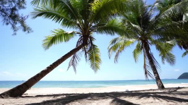 Kookospuu seisoo rannalla kirkkaan taivaan alla Tropicanan maalla Thaimaan eteläpuolella - Materiaali, video