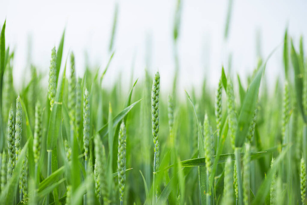 Field of green young wheat. Breeding of new varieties of cereals - Foto, imagen