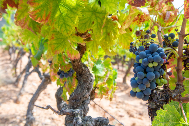 Французский виноград красного и розового вина завод, растущий на охристых минеральных почвах, новый урожай винограда во Франции, Воклюз Люберон AOP домен или виноградник замка крупным планом
 - Фото, изображение