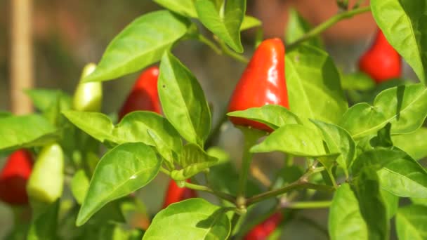 CLOSE UP, DOF: Spring sun shines on ripe chilies growing in a small garden. - Footage, Video