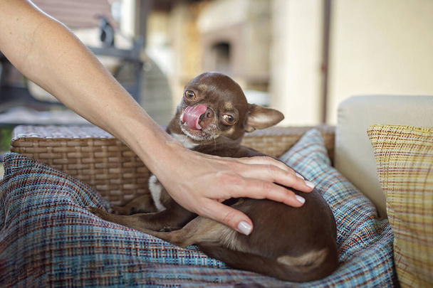 Hayvan terapisi. Şirin küçük Chihuahua köpeği güzel sahibiyle bir şirkette yastıkların üzerinde dinleniyor, açık hava yaz yaşam tarzı. - Fotoğraf, Görsel