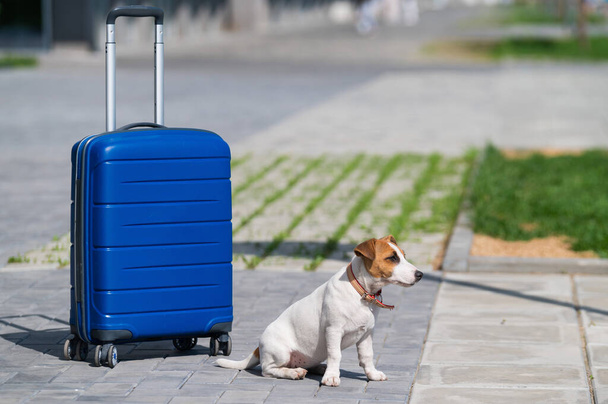 A lonely puppy Jack Russell Terrier is sitting on the sidewalk next to a blue suitcase. Little dog traveler resting on the road with luggage. Summer vacation alone. - Φωτογραφία, εικόνα