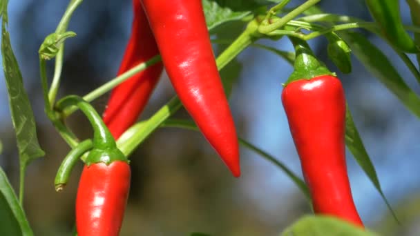 MACRO: Piccanti peperoncini rossi crescono su una piccola pianta in un giardino sostenibile. - Filmati, video
