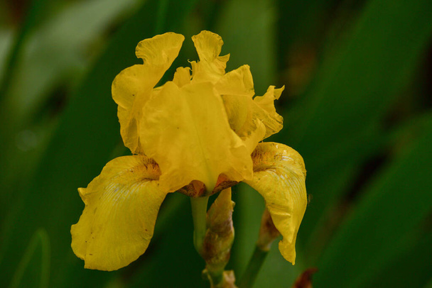 Gelbe Irisblume blüht im Irisgarten. Gelbe Schwertlilien - Foto, Bild