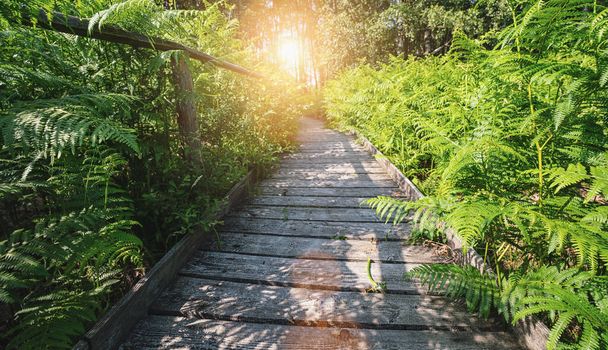 Wooden path in to the forest covered ferns and sunlight, at summer evening  - Photo, Image