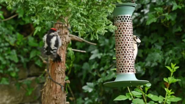 Ein Buntspecht-Weibchen ernährt sich von Erdnüssen aus einem Vogelfutterhäuschen im Garten. Ein männlicher Buntspecht ist auf dem Baum im Hintergrund unscharf. - Filmmaterial, Video