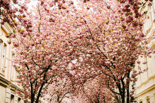 Cherry blossoms trees. Delicate pink rows of blooming sakura, Bonn, Germany. - Photo, Image
