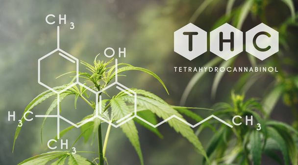 THC Chemical Formula, Beautiful background of green cannabis flowers A place for copy space - Fotoğraf, Görsel