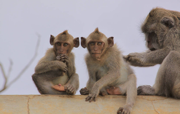 Macaques κοιτάζοντας την κάμερα, ενώ κάθεται σε έναν τοίχο και περιποίηση, στο ναό Uluwatu, Μπαλί, Ινδονησία. Μια ενήλικη μητέρα μαϊμού γαμάει τους δύο νεαρούς μακάκους - Φωτογραφία, εικόνα