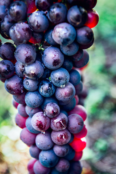 Uvas maduras en otoño en Alsacia, Francia
 - Foto, Imagen