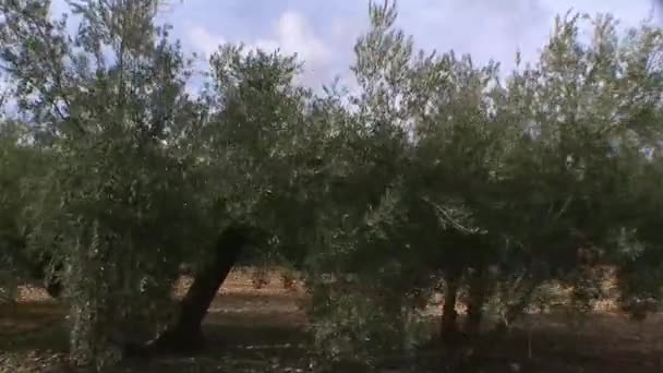 Caméra itinérante ou mobile d'une récolte d'oliviers près de jaen, Andalousie, Espagne
 - Séquence, vidéo