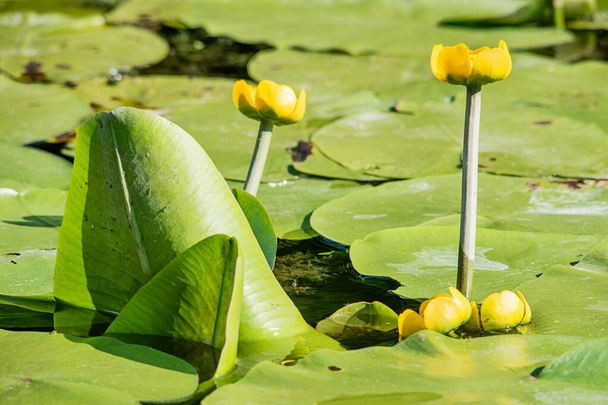 Желто-водянистый, цветущий на фоне зеленых листьев. Желтые листья водяной лилии и цветы в пруду. Nuphar lutea или бутылка бренди, нимфеевые
. - Фото, изображение