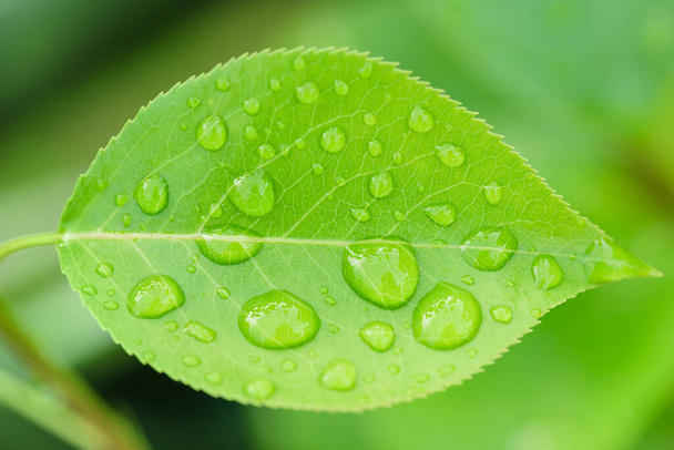 Beautiful leaf texture in nature.Dew drop in the morning on a green leaf with sunlight.Beautiful green leaf with drops of water..Big beautiful drops of transparent rainwater on green leaves. - Fotó, kép