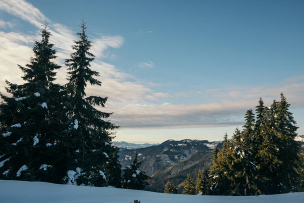 Uma árvore com uma montanha na neve - Foto, Imagem