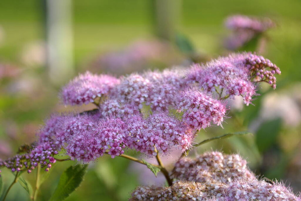 Close-up pink flowers Spiraea yaponica against the backdrop of a green park. Beautiful decorative bush in the light of summer evening. - Photo, Image