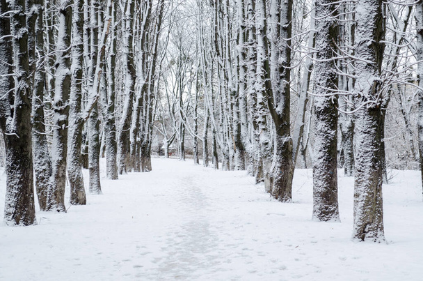 Winterbos. Donkere bomen bedekt met verse witte sneeuw in het bos. Achtergrond winterseizoen - Foto, afbeelding