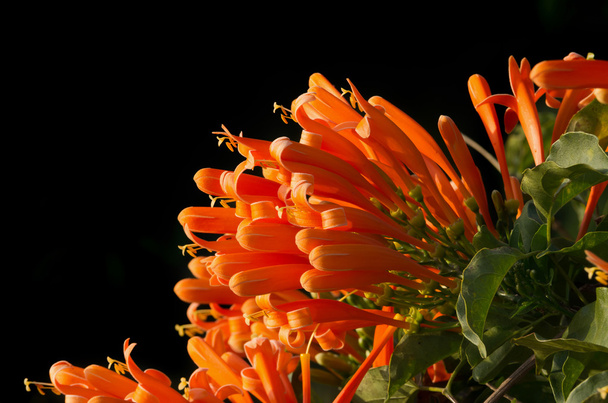 Trombeta laranja sobre fundo preto, Pyrostegia Venusta
 - Foto, Imagem