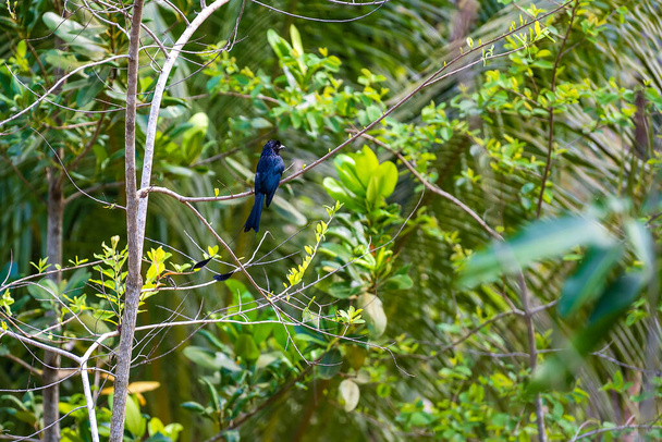 Beautiful black bird, Greater Racket-tailed Drongo, Dicrurus paradiseus, perching on a branch tree, bird of Thailand. - Foto, afbeelding