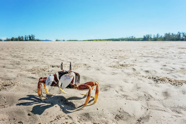 Die Krabbe am Strand. - Foto, Bild
