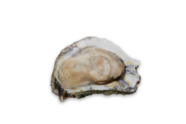 Oyster in half shell on white background, Raw Seafood - Photo, Image