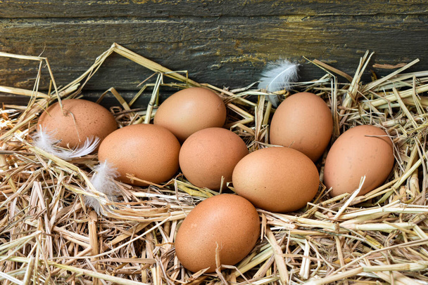 Muchos huevos en el nido están hechos de paja. Alimentos obtenidos de pollos en granjas. Productos saludables de los agricultores. Productos de las zonas rurales
. - Foto, Imagen
