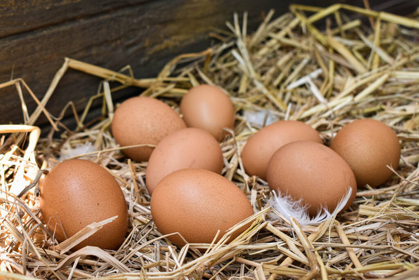 巣の中の多くの卵はわらから作られています。農場の鶏から得られる食品。農家の健康的な製品。農村部の製品. - 写真・画像