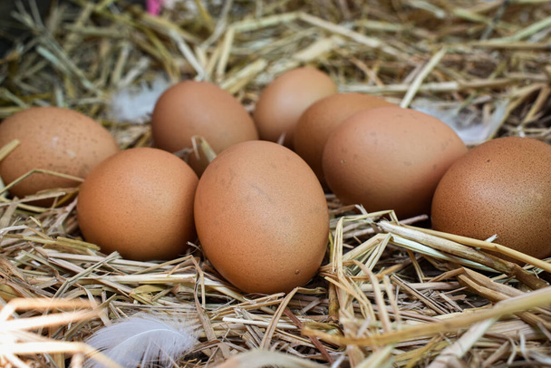 Многие яйца в гнезде сделаны из соломы. Пища получена из кур на фермах. Здоровые продукты от фермеров. Продукция из сельской местности
. - Фото, изображение