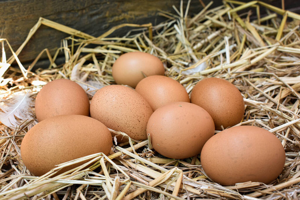Многие яйца в гнезде сделаны из соломы. Пища получена из кур на фермах. Здоровые продукты от фермеров. Продукция из сельской местности
. - Фото, изображение