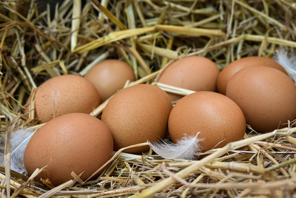 Πολλά αυγά στη φωλιά είναι φτιαγμένα από άχυρο. Τρόφιμα που λαμβάνονται από κοτόπουλα σε εκμεταλλεύσεις. Υγιή προϊόντα από αγρότες. Προϊόντα από αγροτικές περιοχές. - Φωτογραφία, εικόνα