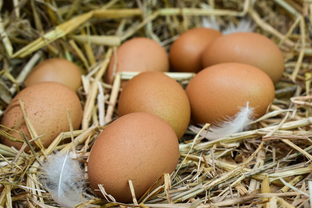 Wiele jaj w gnieździe jest zrobionych ze słomy. Żywność otrzymywana z kurcząt w gospodarstwach. Zdrowe produkty od rolników. Produkty z obszarów wiejskich. - Zdjęcie, obraz