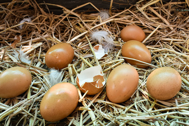 Yuvadaki birçok yumurta samandan yapılır. Çiftlikteki tavuklardan elde edilen yiyecekler. Çiftçilerden sağlıklı ürünler. Kırsal bölgelerden ürünler. - Fotoğraf, Görsel