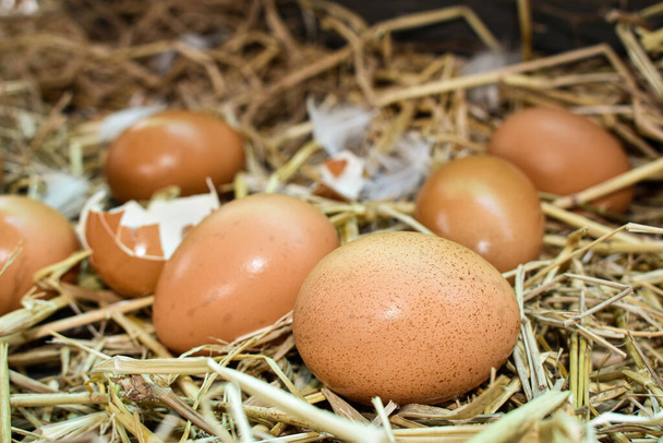 Muchos huevos en el nido están hechos de paja. Alimentos obtenidos de pollos en granjas. Productos saludables de los agricultores. Productos de las zonas rurales
. - Foto, imagen