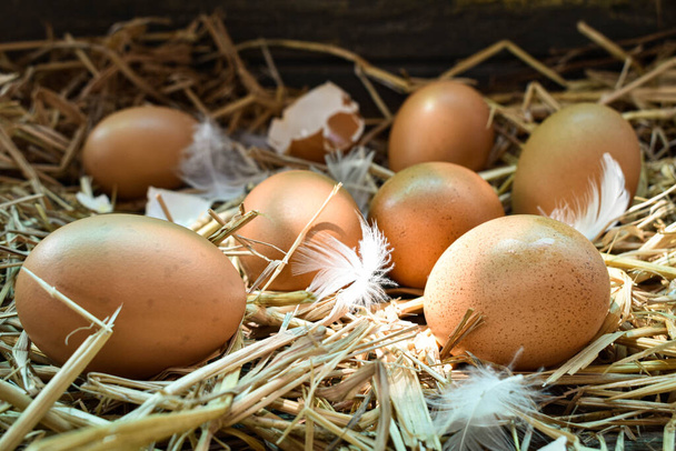 Molte uova nel nido sono fatte di paglia. Alimenti ottenuti da polli nelle aziende agricole. Prodotti sani provenienti da agricoltori. Prodotti delle zone rurali
. - Foto, immagini