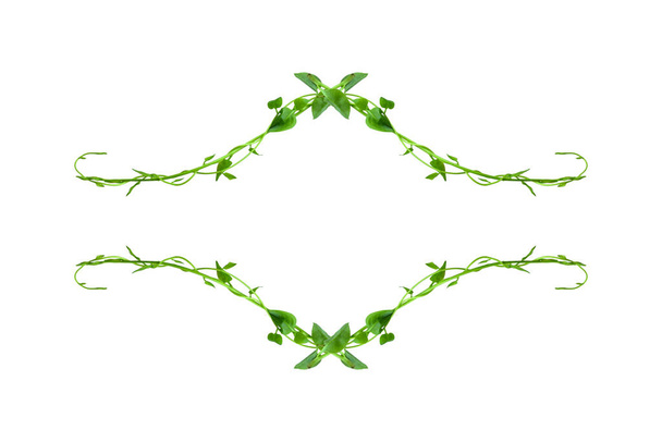 Floral Desaign. Verdrehte Dschungel Reben Lianenpflanze mit herzförmigen grünen Blättern isoliert auf weißem Hintergrund, Schneideweg inklusive. HD-Bild und große Auflösung. kann als Hintergrund und Tapete verwendet werden - Foto, Bild