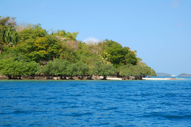 Mangrove puut istutettu hiekkaan Calumbuyan saarella Coron, Palawan, Filippiinit - Valokuva, kuva