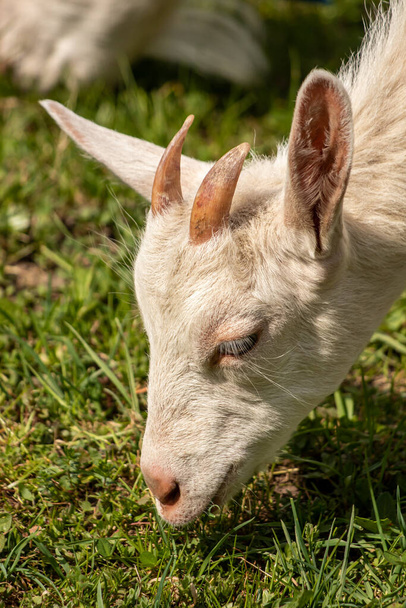 Голова домашньої кози
 - Фото, зображення