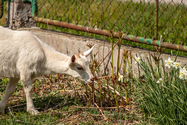 Маленький домашний козел кормит цветами
 - Фото, изображение