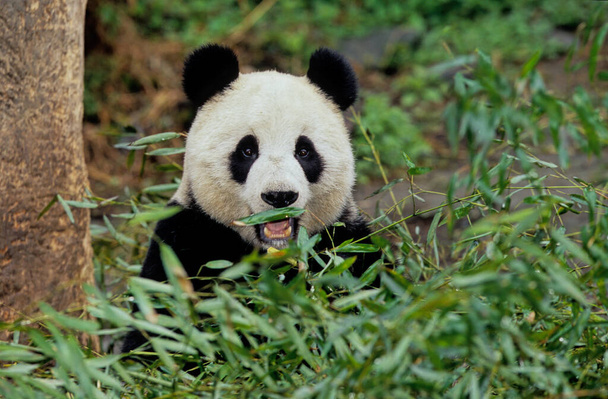 The giant panda (Ailuropoda melanoleuca; Chinese: pinyin: dxingmo),also known as the panda bear or simply the panda, is a bear native to south central China. - Photo, Image