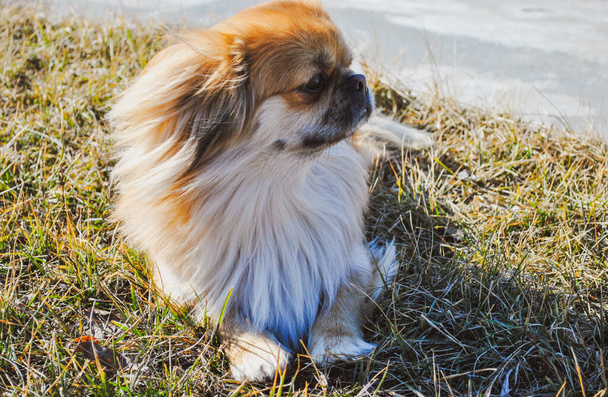 かわいい黄金のペッキング犬、ペットの概念 - 写真・画像