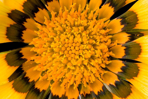 Macro foto di una margherita gialla di Gaziania che mostra molto polline sugli stami
 - Foto, immagini