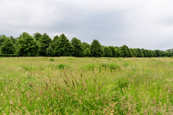 イギリス、スコットランドの晴れた夏の日に大きな石灰の木と茂みを持つ緑の庭 - 写真・画像