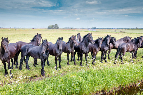 Piękne czarne konie na łące wiosną w Holandii, prowincja Friesland region Gaasterland - Zdjęcie, obraz