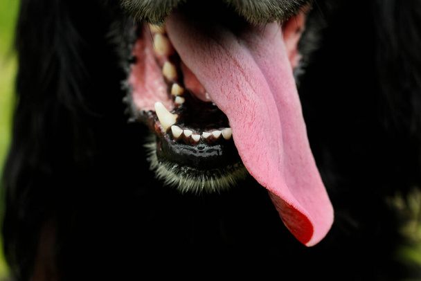 gelukkig hond portret tong roze - Foto, afbeelding