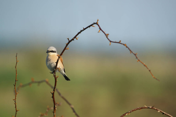Male Red-backed shrike - Lanius collurio on a branch - Photo, Image