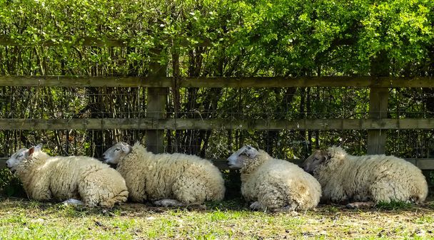Cztery ciężarne owce leżące na rustykalnym płocie w cieniu żywopłotu. Pierwszy plan słonecznej trawy z cieniem przed owcami. Obraz krajobrazu rolniczego. Wiosna, Anglia. - Zdjęcie, obraz