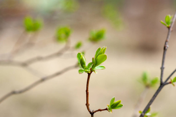 Lilac branch with blooming leaves on a blurred background. Selective focus. - Photo, Image