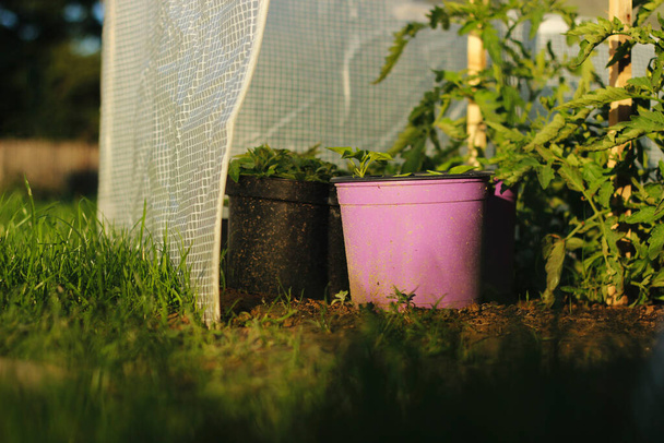 Gewächshauspflanze grün lockdown violett - Foto, Bild
