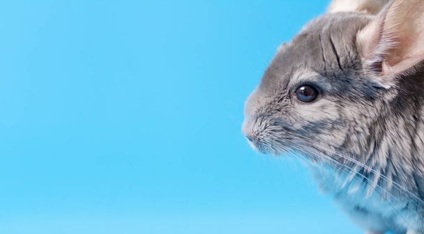 schattig grijs chinchilla zitten op blauw gekleurde studio achtergrond, mooie huisdieren concept, raszuivere pluizig knaagdier, dier gedrag - Foto, afbeelding