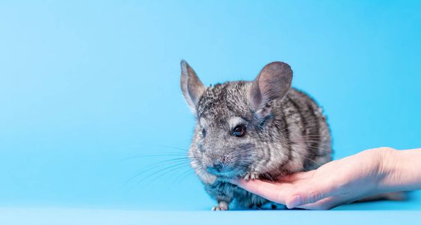 schattig grijs chinchilla op blauw gekleurde studio achtergrond zet voet op vrouwelijke vinger, meisje proberen om vrienden te maken met een knaagdier, mooie huisdieren concept - Foto, afbeelding